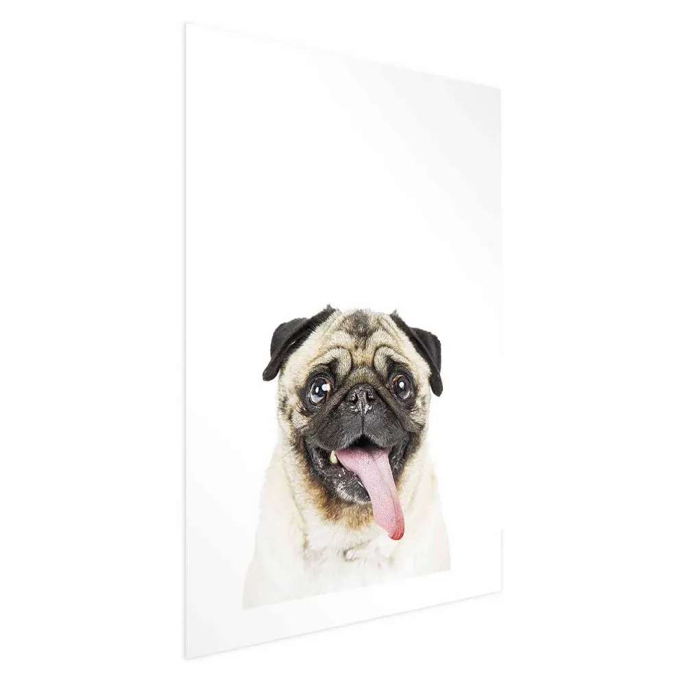 Plakat Mops 21x30 cm bez ramy z marginesem | MIRAT.