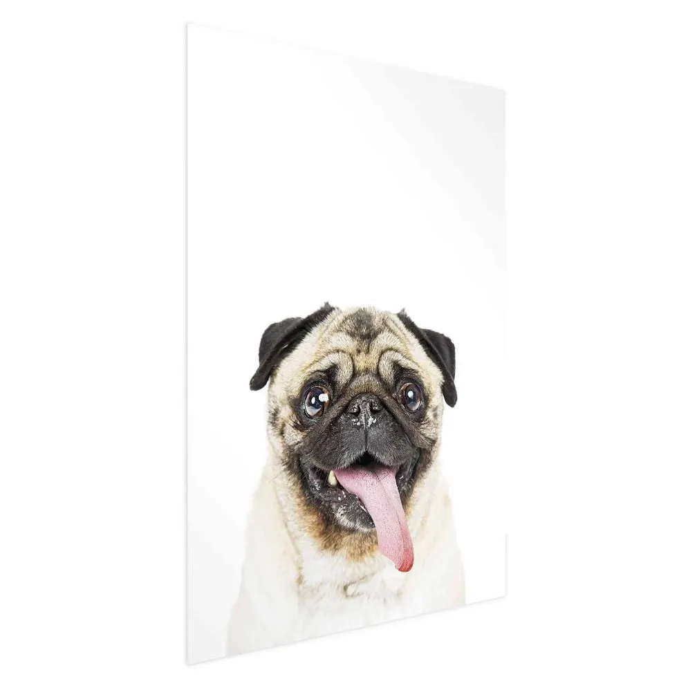 Plakat Mops 21x30 cm bez ramy bez marginesu | MIRAT.