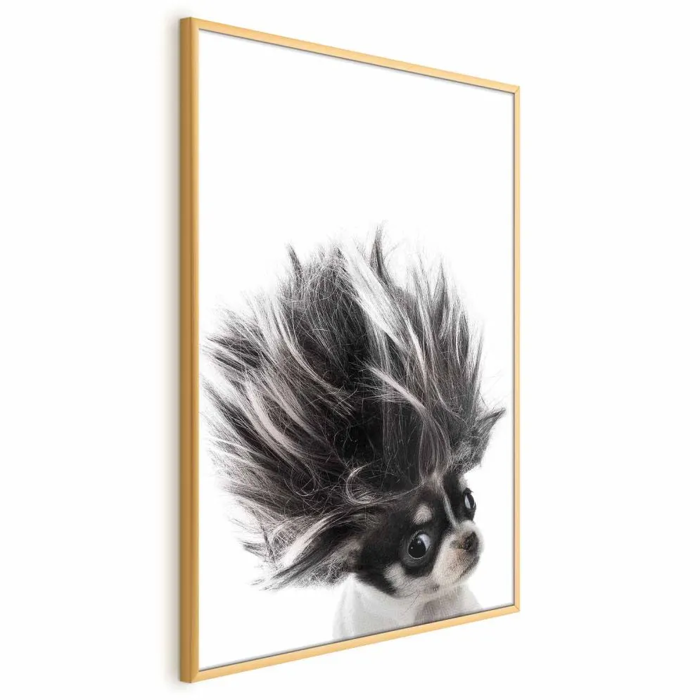 Plakat Chihuahua 21x30 cm z ramą złotą bez marginesu | MIRAT.