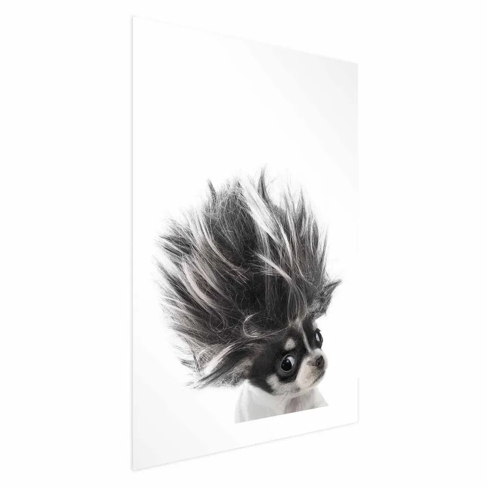 Plakat Chihuahua 29,7x42 cm bez ramy z marginesem | MIRAT.