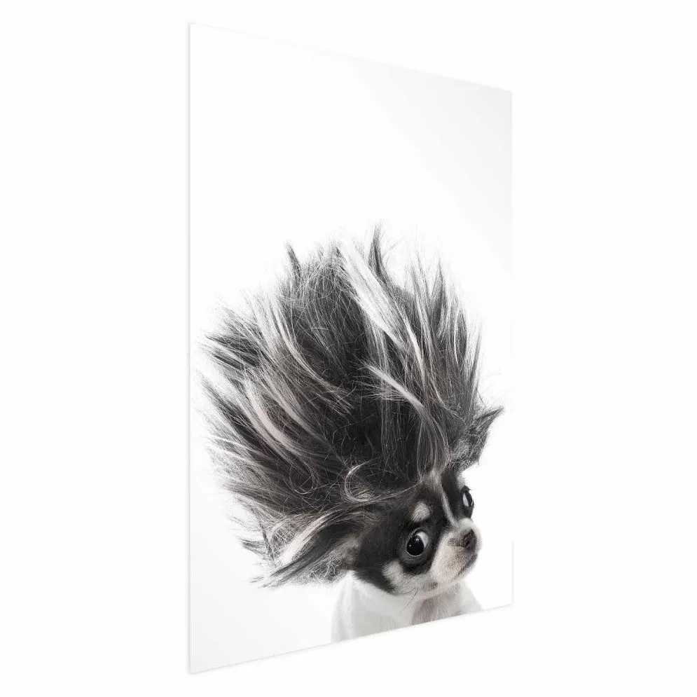 Plakat Chihuahua 29,7x42 cm bez ramy bez marginesu | MIRAT.