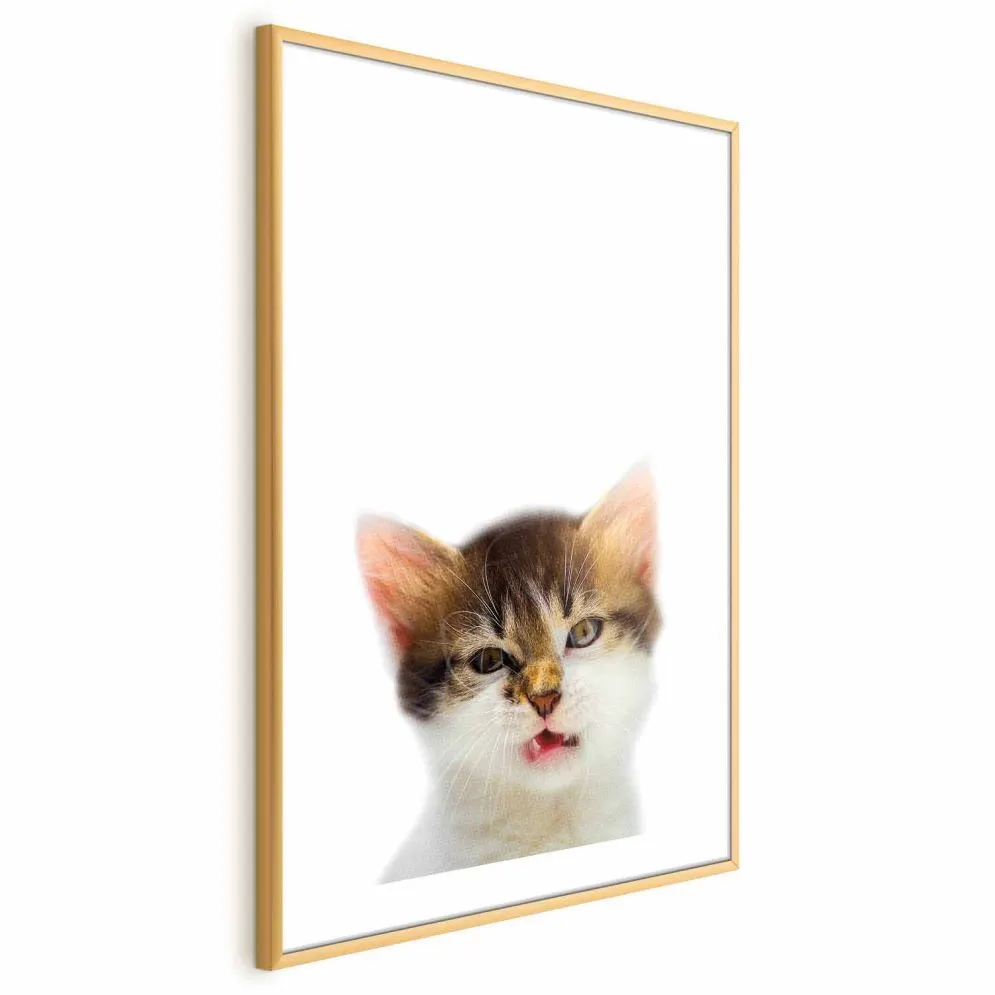 Plakat Zirytowany kot 60x90 cm z ramą złotą z marginesem | MIRAT.