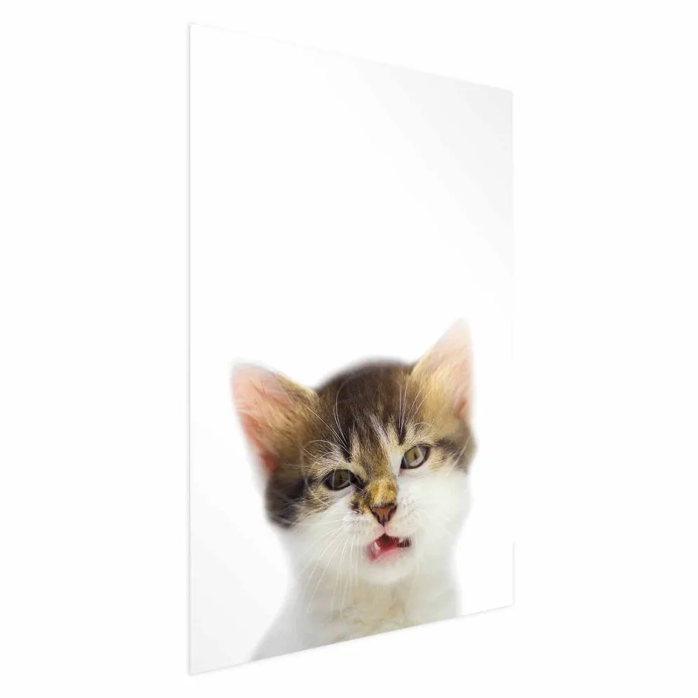 Plakat Zirytowany kot 29,7x42 cm bez ramy bez marginesu | MIRAT.