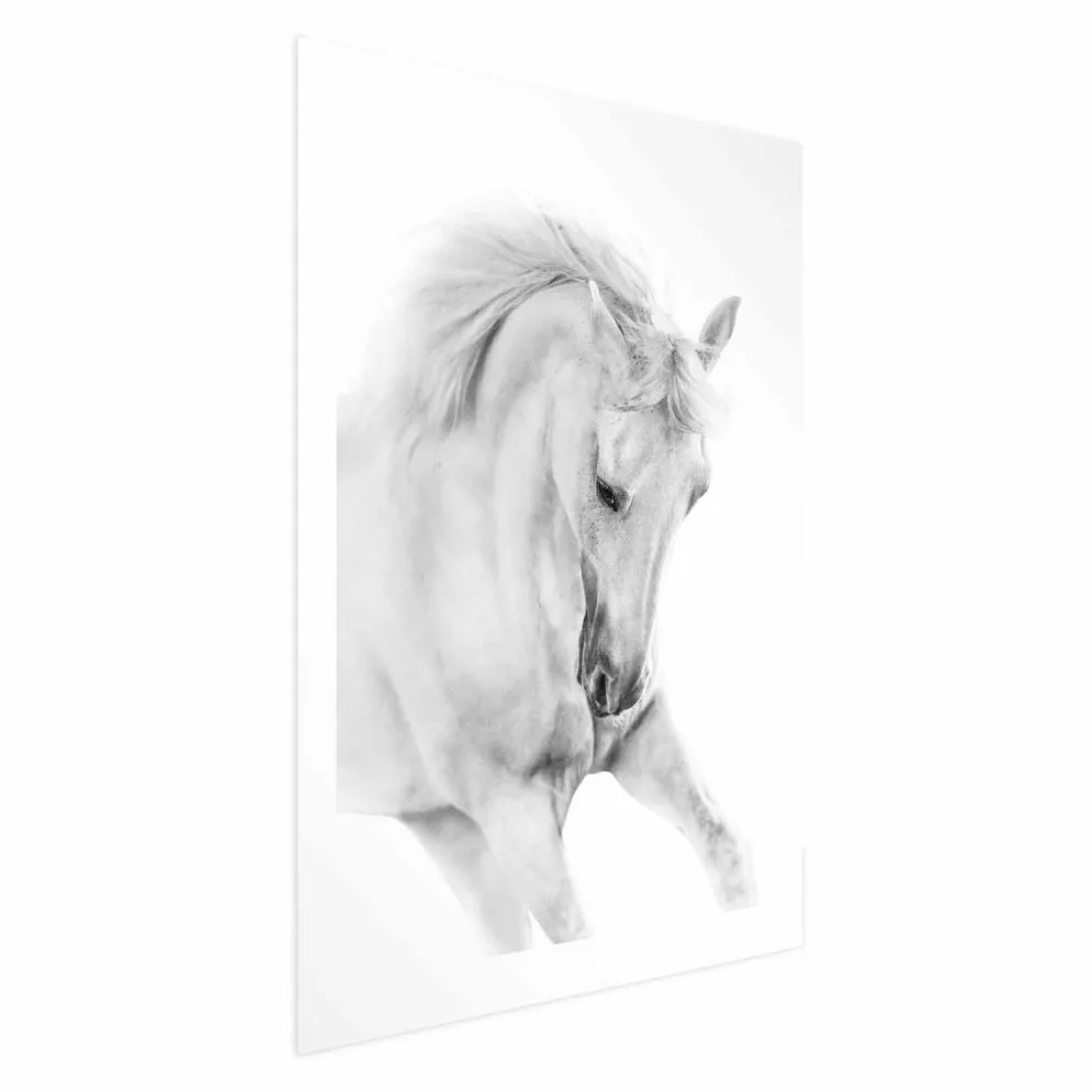 Plakat Biały koń 21x30 cm bez ramy z marginesem | MIRAT.