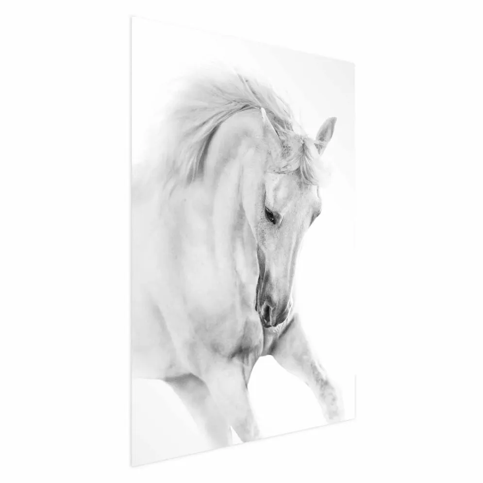Plakat Biały koń 40x60 cm bez ramy bez marginesu | MIRAT.