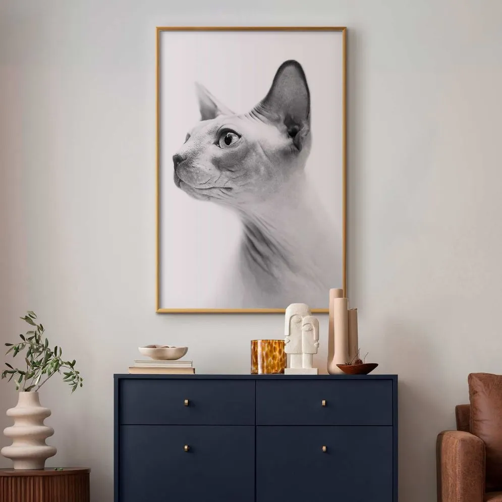 Plakat bezwłosy kot 21x30 cm z ramą złotą bez marginesu | MIRAT.