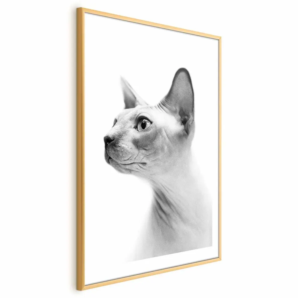 Plakat bezwłosy kot 21x30 cm z ramą złotą z marginesem | MIRAT.