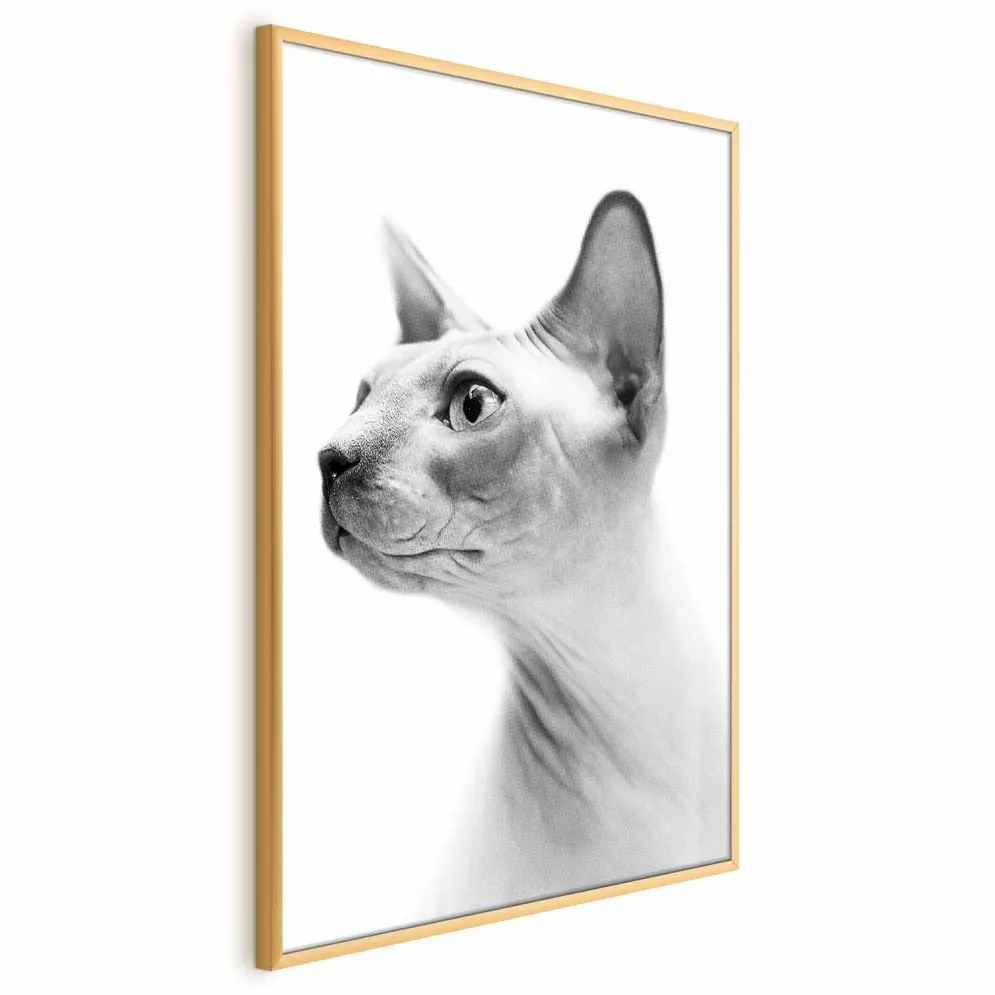 Plakat bezwłosy kot 21x30 cm z ramą złotą bez marginesu | MIRAT.