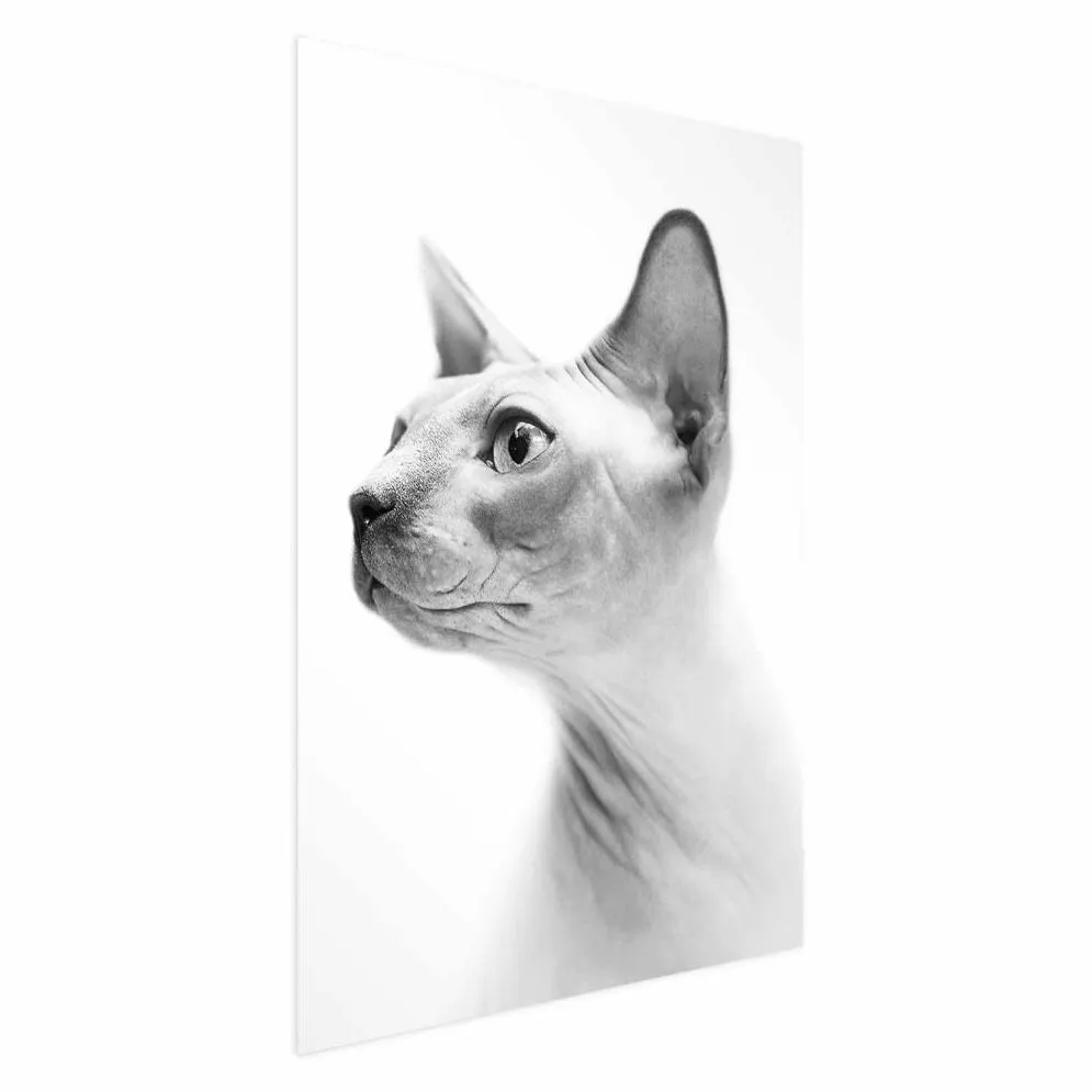 Plakat bezwłosy kot 21x30 cm bez ramy bez marginesu | MIRAT.