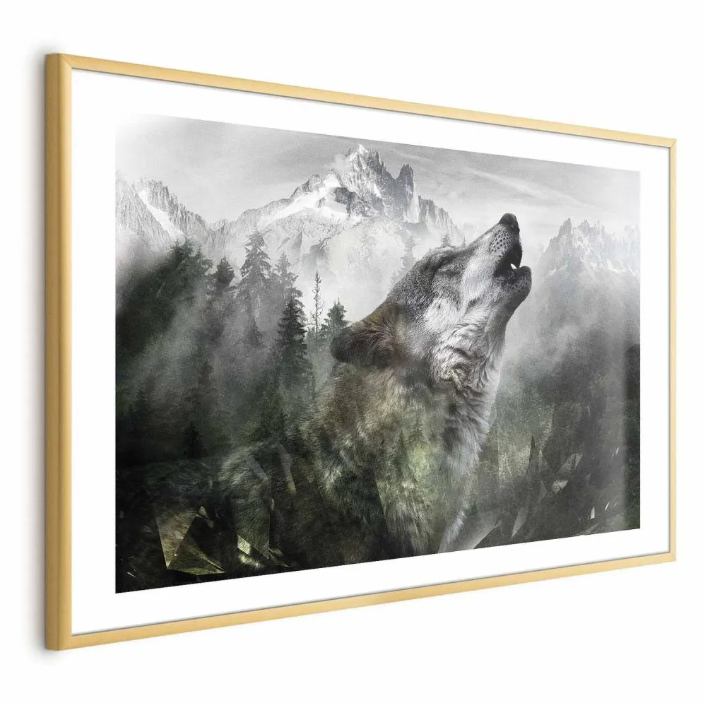 Plakat Wyjący wilk 60x40 cm z ramą złotą z marginesem | MIRAT.