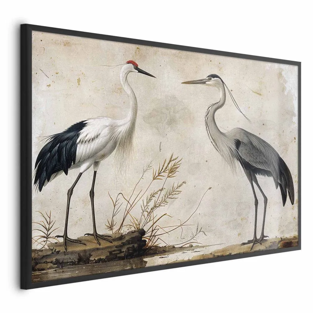 Plakat Ptaki z ryciny 60x40 cm z ramą czarną bez marginesu | MIRAT.