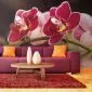 Fototapeta - Delikatne orchidee na wodzie-1