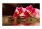Fototapeta - Delikatne orchidee na wodzie-2