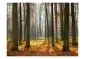 Fototapeta - Autumn trees-2
