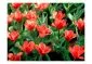 Fototapeta - Painted flowers-2