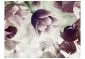 Fototapeta - Heavenly tulips-2