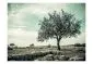 Fototapeta - drzewo - vintage-2