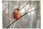 Fototapeta - Bullfinch in the forest-2