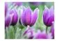 Fototapeta - Fioletowe wiosenne tulipany-2