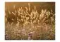 Fototapeta - Awakening ceral field-2