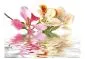 Fototapeta - Kwiaty tropikalne - drzewo storczykowe (bauhinia)-2