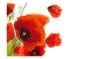 Fototapeta - Poppies on the wihite background-2