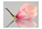Fototapeta - Samotny kwiat magnolii-2