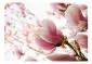 Fototapeta - Różowa magnolia-2