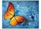 Fototapeta - Fiery butterfly-2