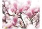 Fototapeta - Gałązka kwitnącej magnolii-2