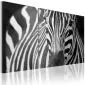 Obraz - Pani Zebra-1