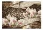 Fototapeta - Perły i magnolie-2