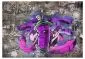 Fototapeta - Graffiti spray can-2