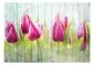 Fototapeta - Tulipany na białym drewnie-2