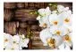 Fototapeta - Kwitnące orchidee-2