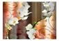 Fototapeta - Orchidea-2