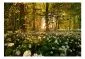 Fototapeta - Leśna flora-2