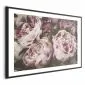 Plakat Różowe piwonie 90x60 cm z ramą czarną z marginesem | MIRAT.