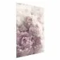 Plakat Delikatne piwonie 40x60 cm bez ramy bez marginesu | MIRAT.
