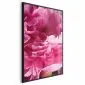 Plakat Piękne piwonie 21x30 cm z ramą czarną bez marginesu | MIRAT.