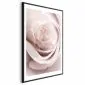 Plakat Porcelanowa róża 21x30 cm z ramą czarną z marginesem | MIRAT.