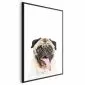 Plakat Mops 40x60 cm z ramą czarną bez marginesu | MIRAT.