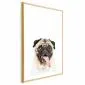 Plakat Mops 21x30 cm z ramą złotą z marginesem | MIRAT.