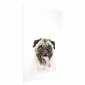 Plakat Mops 21x30 cm bez ramy z marginesem | MIRAT.