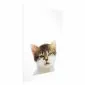 Plakat Zirytowany kot 40x60 cm bez ramy z marginesem | MIRAT.