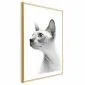 Plakat bezwłosy kot 21x30 cm z ramą złotą z marginesem | MIRAT.