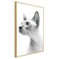 Plakat bezwłosy kot 21x30 cm z ramą złotą bez marginesu | MIRAT.