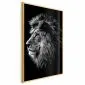 Plakat Niebieskooki lew 21x30 cm z ramą złotą bez marginesu | MIRAT.
