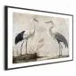 Plakat Ptaki z ryciny 60x40 cm z ramą czarną z marginesem | MIRAT.