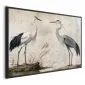 Plakat Ptaki z ryciny 60x40 cm z ramą czarną bez marginesu | MIRAT.